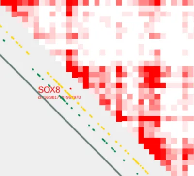 sox8_zoom